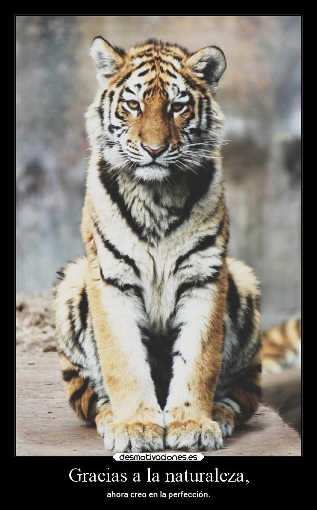 Gracias a la naturaleza, - ahora creo en la perfección.