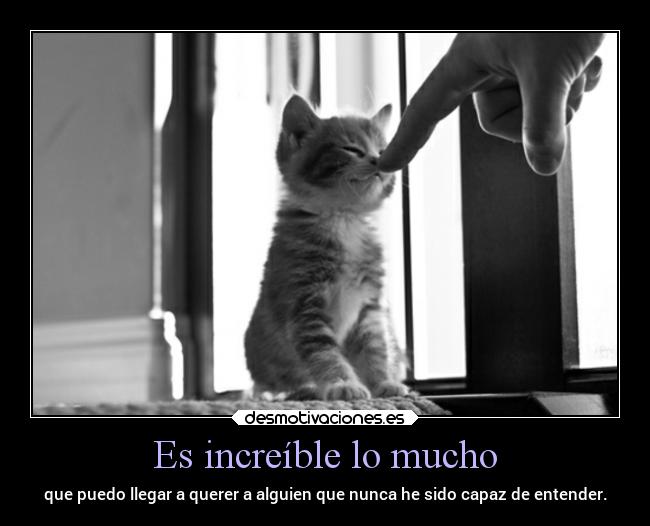 carteles pensamientos amor elmarkitosabe defijo losabeto hanstrollxd desmotivaciones