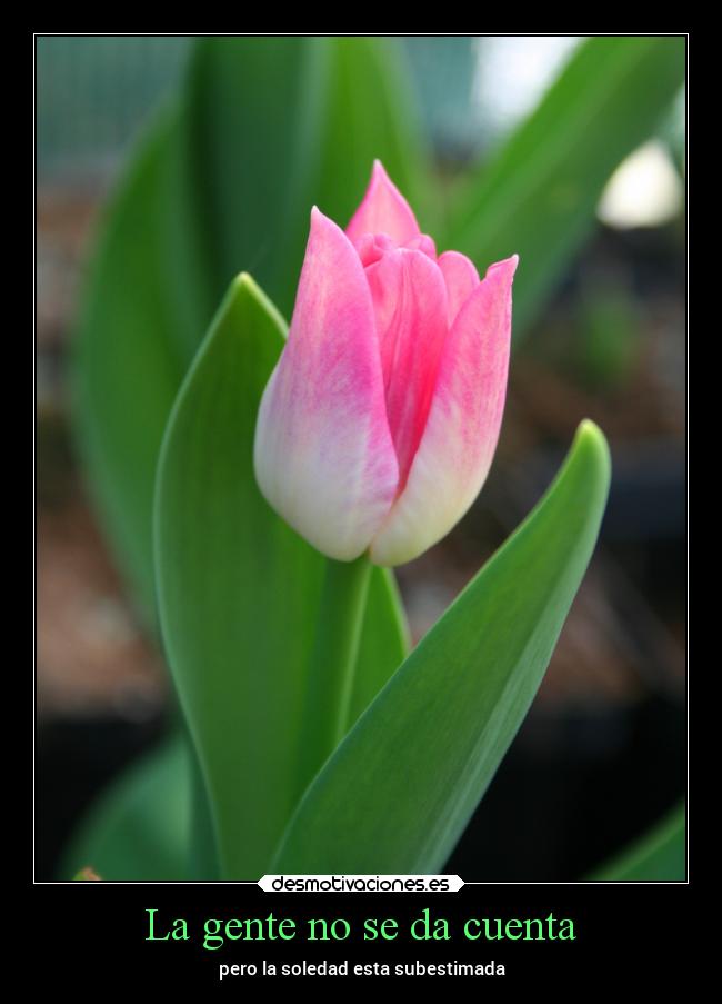 carteles soledad arte tulipan deseo desmotivaciones
