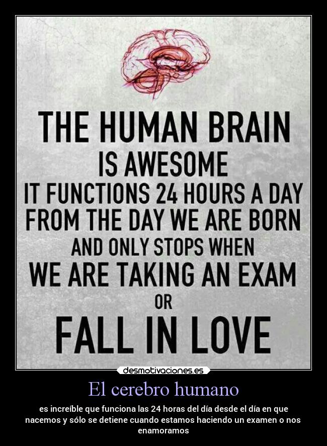 El cerebro humano -