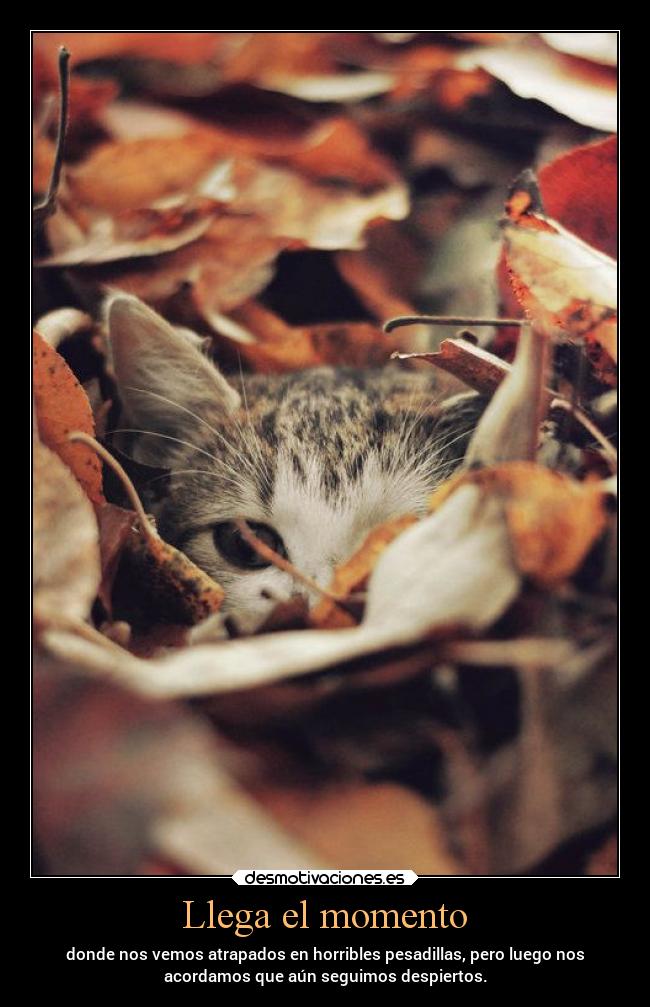 carteles vida problemas noteniamasimagenes pesadillas gatodelentes trampa laberinto gatoescondido desmotivaciones
