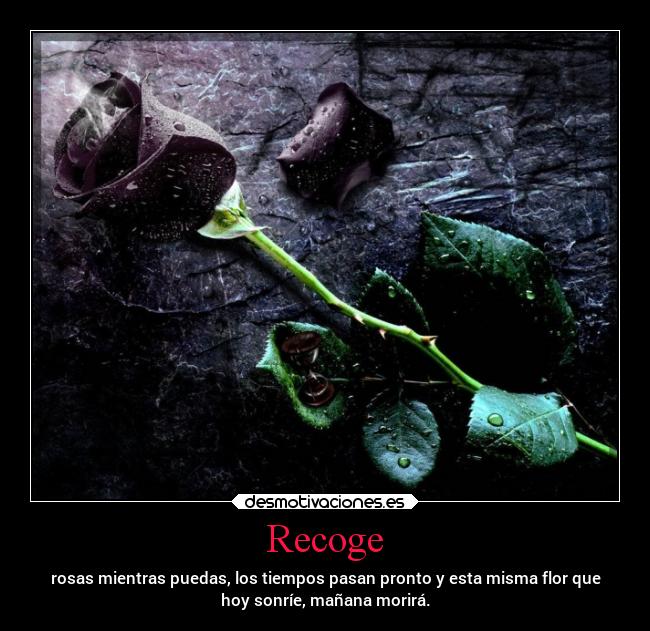 Recoge - rosas mientras puedas, los tiempos pasan pronto y esta misma flor que
hoy sonríe, mañana morirá.