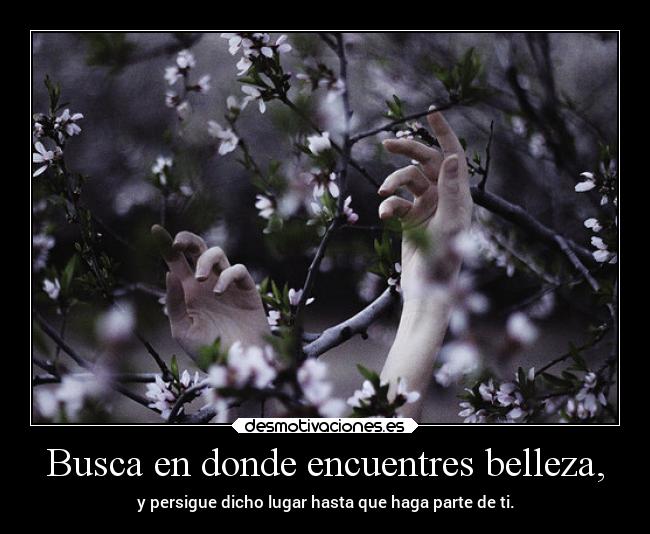 Busca en donde encuentres belleza, -