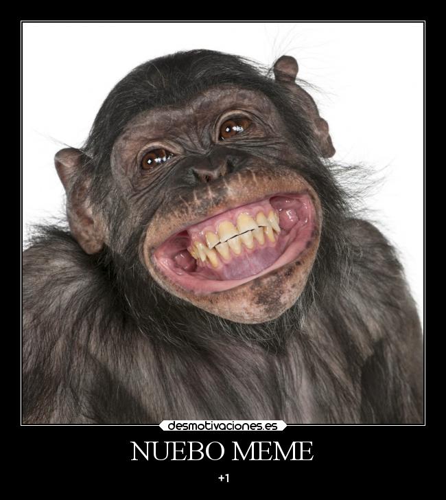 NUEBO MEME - +1