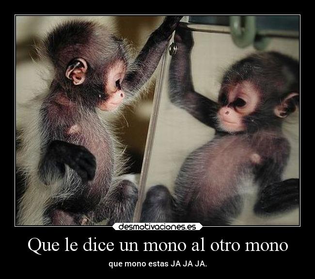 Que le dice un mono al otro mono -