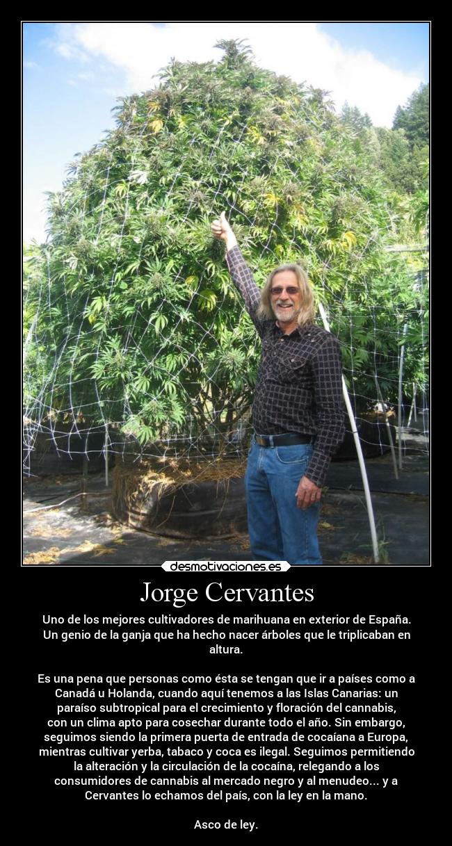 Jorge Cervantes - Uno de los mejores cultivadores de marihuana en exterior de España.
Un genio de la ganja que ha hecho nacer árboles que le triplicaban en
altura.
Es una pena que personas como ésta se tengan que ir a países como a
Canadá u Holanda, cuando aquí tenemos a las Islas Canarias: un
paraíso subtropical para el crecimiento y floración del cannabis,
con un clima apto para cosechar durante todo el año. Sin embargo,
seguimos siendo la primera puerta de entrada de cocaíana a Europa,
mientras cultivar yerba, tabaco y coca es ilegal. Seguimos permitiendo
la alteración y la circulación de la cocaína, relegando a los
consumidores de cannabis al mercado negro y al menudeo... y a
Cervantes lo echamos del país, con la ley en la mano.
Asco de ley.