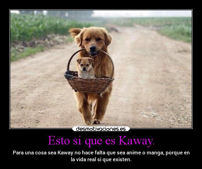 carteles animales desmotivaciones