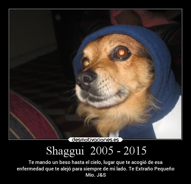 Shaggui 2005 - 2015 -