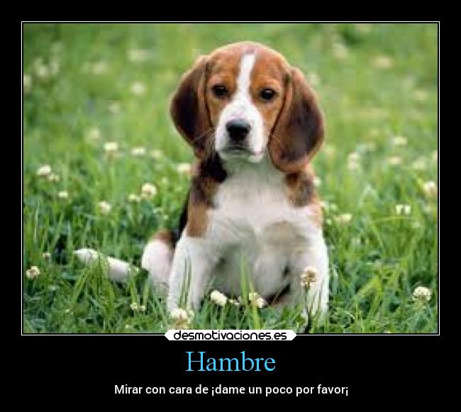 carteles comida desmotivaciones