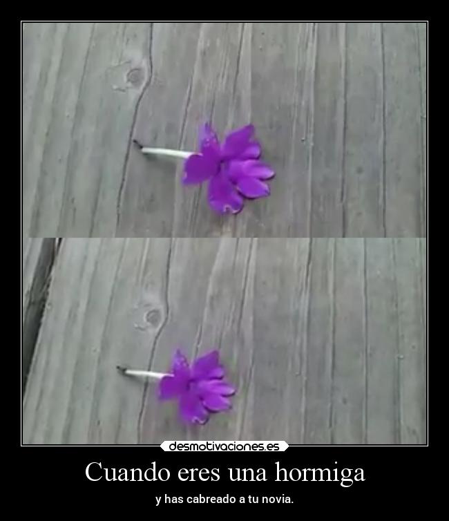 Cuando eres una hormiga - y has cabreado a tu novia.