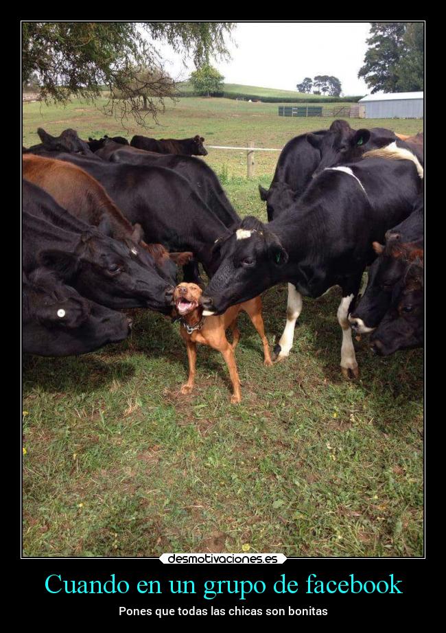 Cuando en un grupo de facebook - Pones que todas las chicas son bonitas