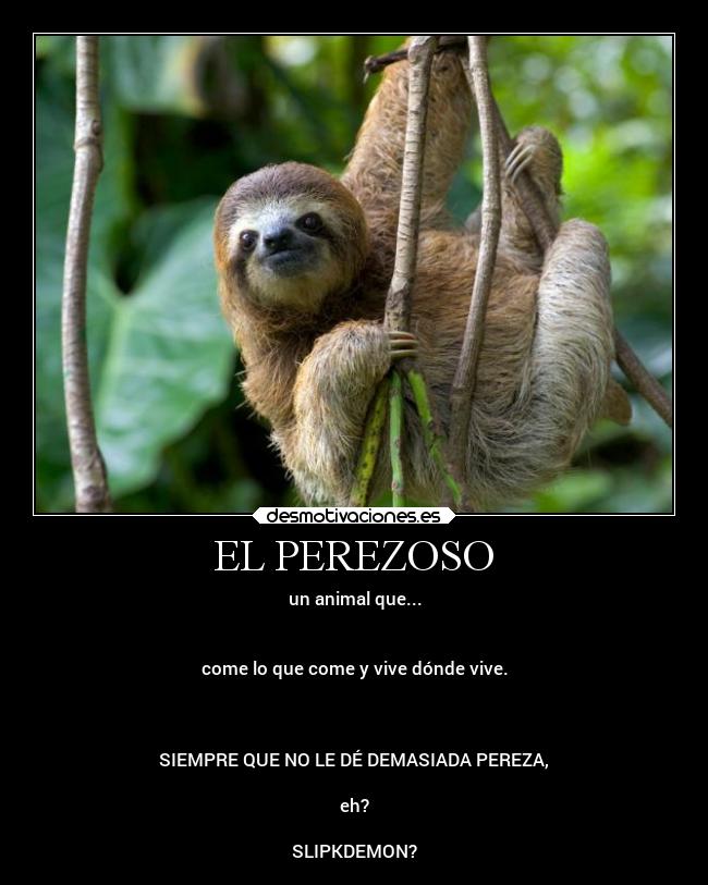 EL PEREZOSO -