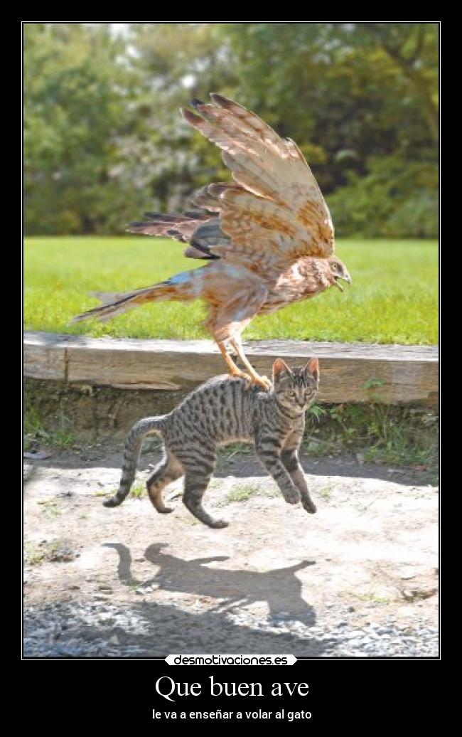 Que buen ave -