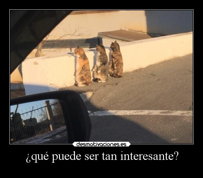 ¿qué puede ser tan interesante? - 