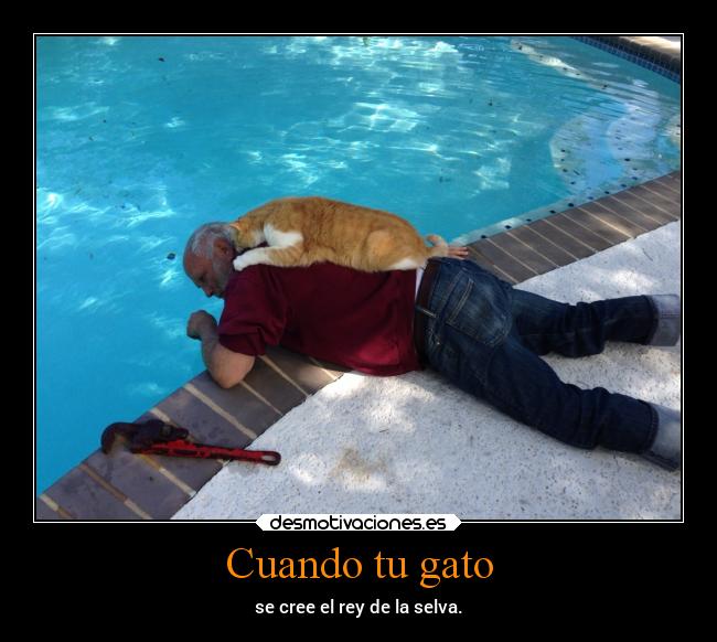 Cuando tu gato -