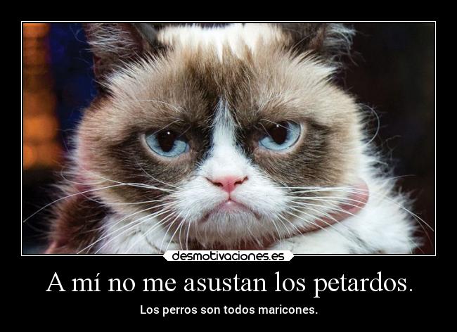 carteles humor gatos animales desmotivaciones