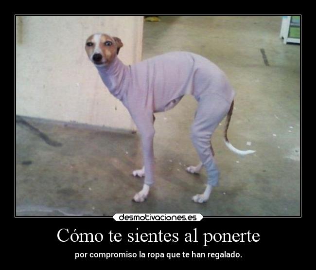 carteles humor graciosas ropa compromiso regalo clanpatosos rilacs desmotivaciones