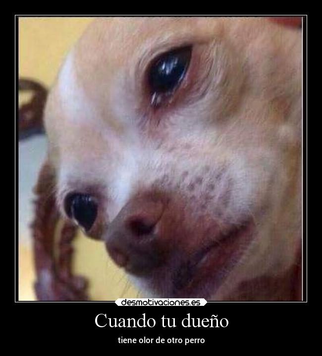 Cuando tu dueño - tiene olor de otro perro
