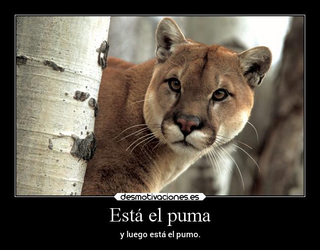 carteles humor slipkdemon clandesplazado estupidez sexos puma pumo desmotivaciones