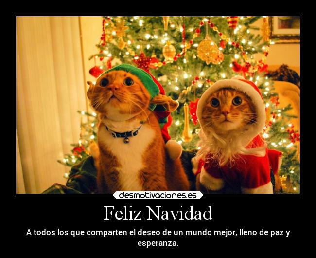 carteles navidad esperanza navidad animales amor paz gato feliznavidad desmotivaciones