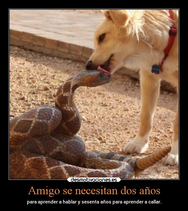 Amigo se necesitan dos años -