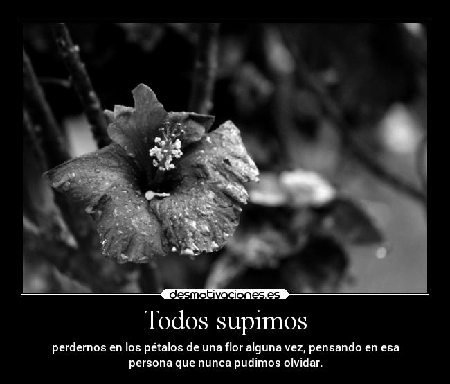 Todos supimos - perdernos en los pétalos de una flor alguna vez, pensando en esa
persona que nunca pudimos olvidar.