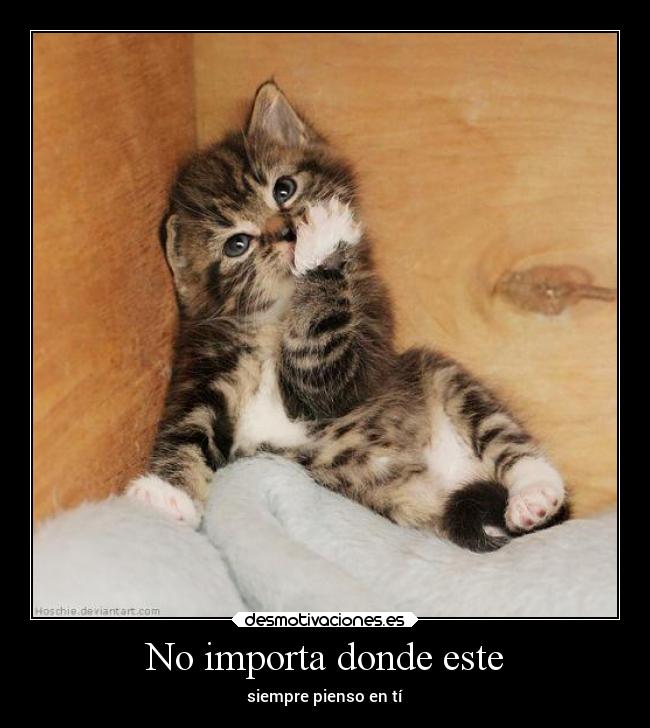 carteles sentimientos frases gatos ausencia amor animales desmotivaciones