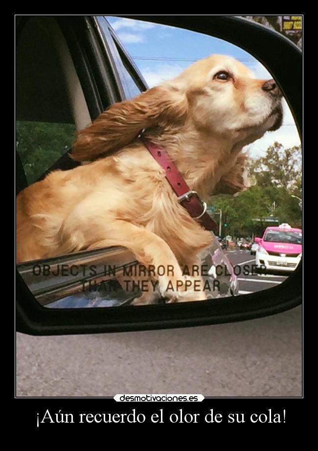 ¡Aún recuerdo el olor de su cola! -
