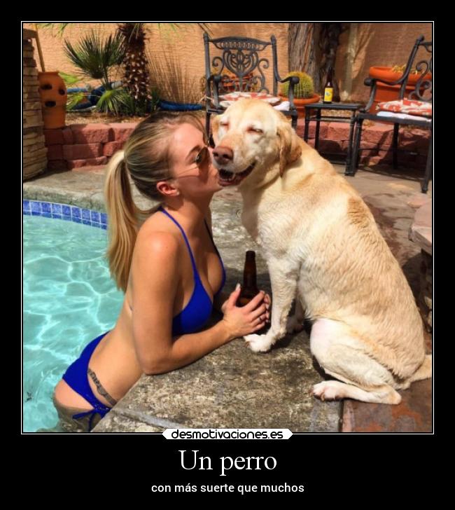 Un perro - 