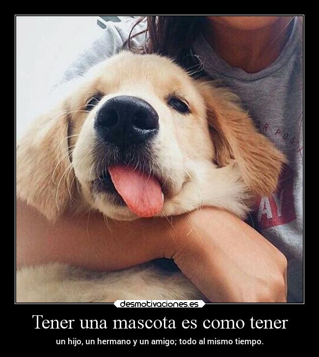 Tener una mascota es como tener - 
