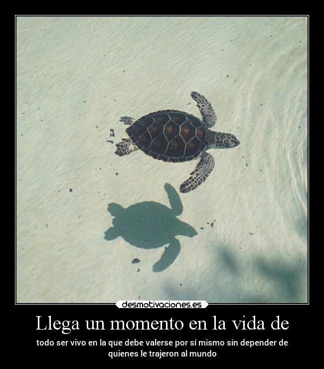 carteles vida besos desmotivaciones