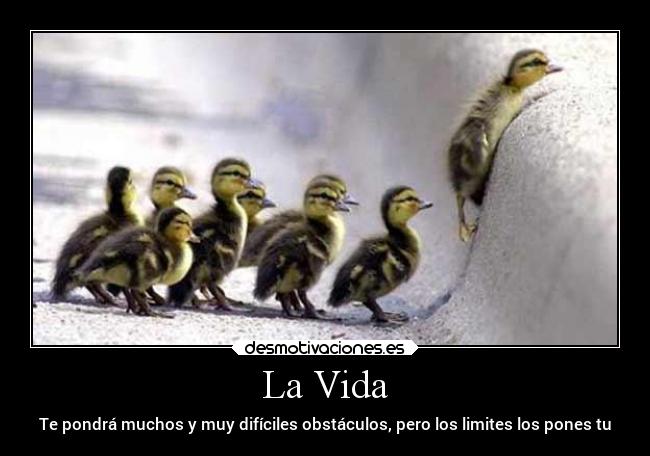 La Vida - 