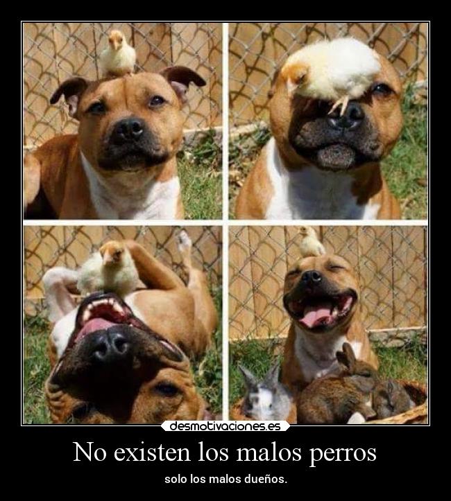 No existen los malos perros -