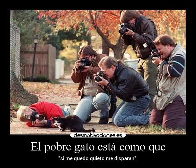 El pobre gato está como que -