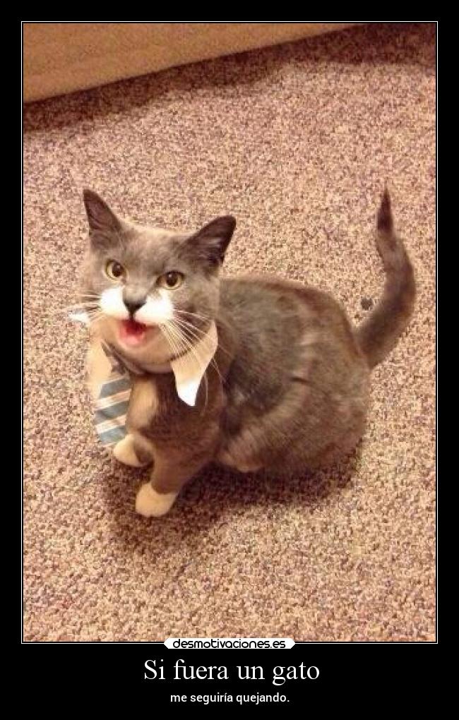 Si fuera un gato -