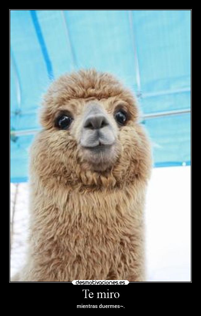 carteles amor alpaca love desmotivaciones