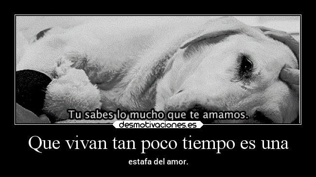 carteles animales amor puro triste perro cachorros daya desmotivaciones