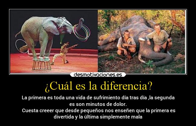 ¿Cuál es la diferencia? - La primera es toda una vida de sufrimiento día tras día ,la segunda
es son minutos de dolor.
Cuesta creeer que desde pequeños nos enseñen que la primera es
divertida y la última simplemente mala