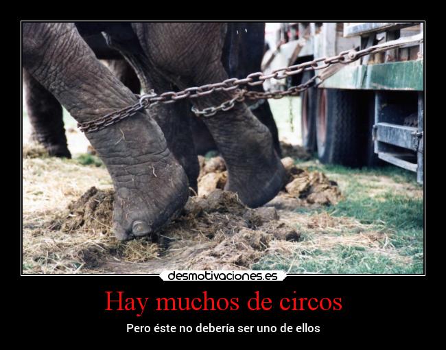 Hay muchos de circos - Pero éste no debería ser uno de ellos