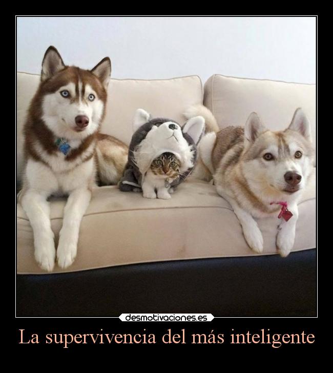 La supervivencia del más inteligente - 