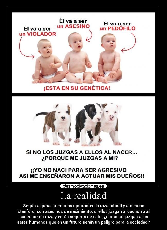 La realidad - Según algunas personas ignorantes la raza pitbull y american
stanford, son asesinos de nacimiento, si ellos juzgan al cachorro al
nacer por su raza y están seguros de esto, ¿como no juzgan a los
seres humanos que en un futuro serán un peligro para la sociedad?