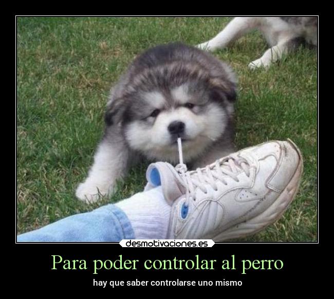 Para poder controlar al perro -