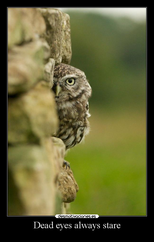 Dead eyes always stare -