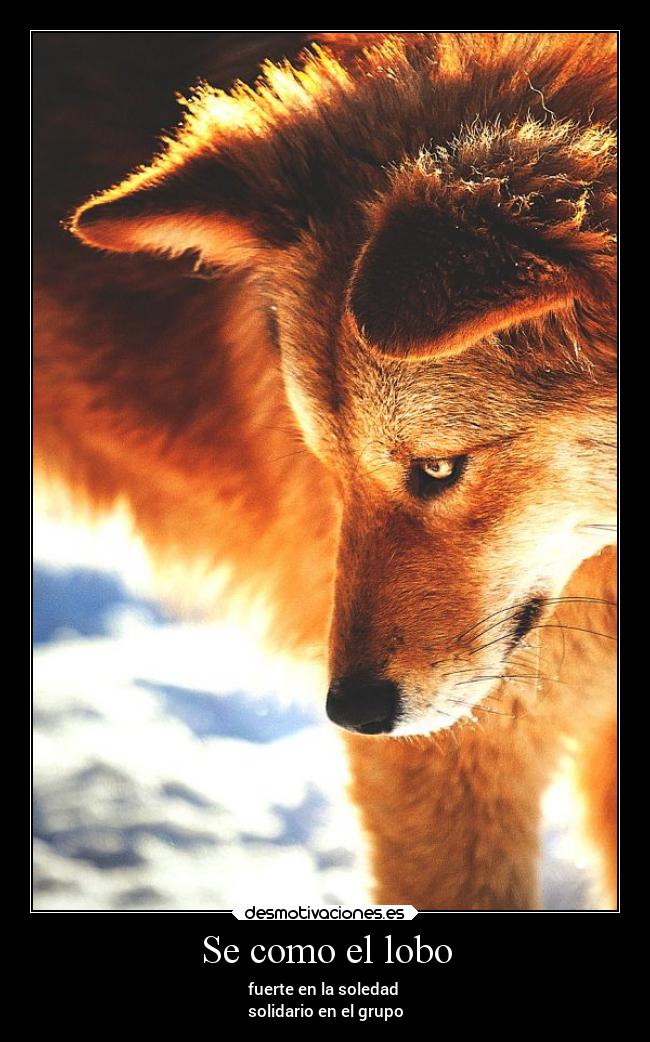 Se como el lobo -