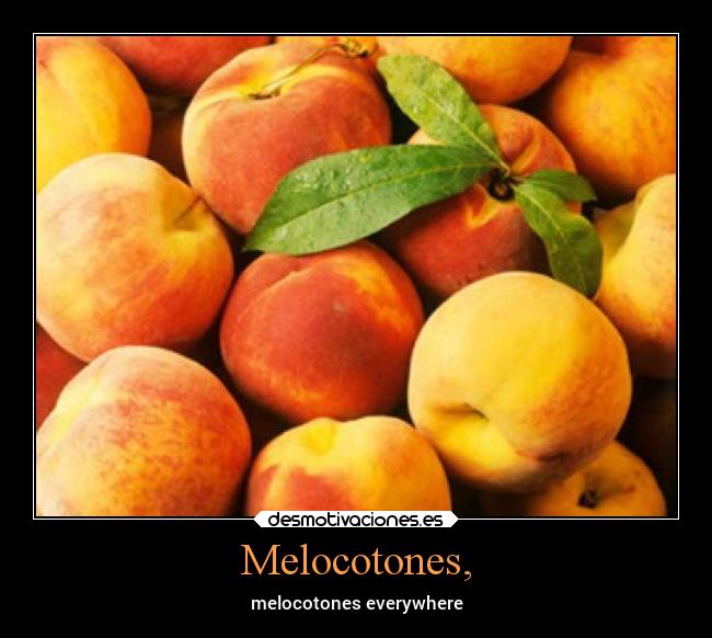 Melocotones, - melocotones everywhere