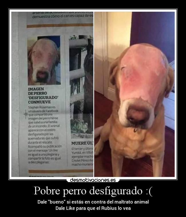 Pobre perro desfigurado :( - Dale bueno si estás en contra del maltrato animal
Dale Like para que el Rubius lo vea
