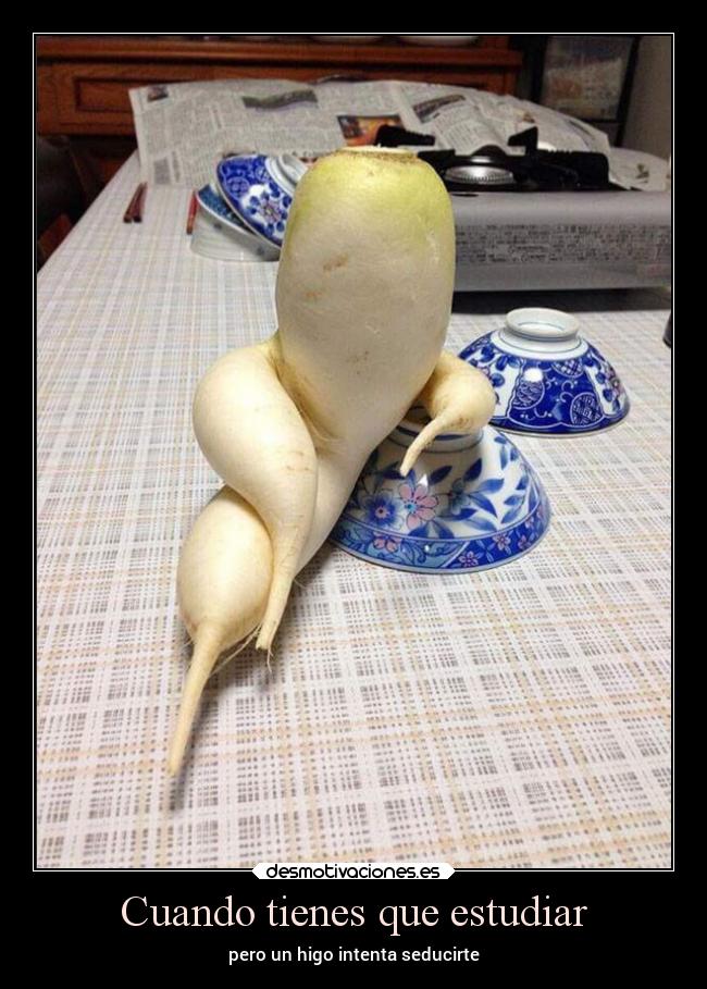 Cuando tienes que estudiar - pero un higo intenta seducirte