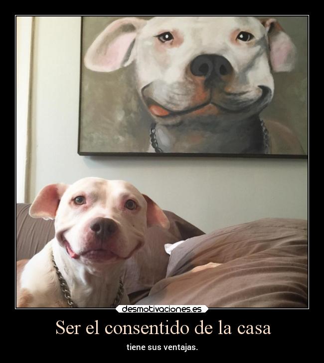 Ser el consentido de la casa - 