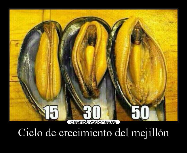 Ciclo de crecimiento del mejillón - 
