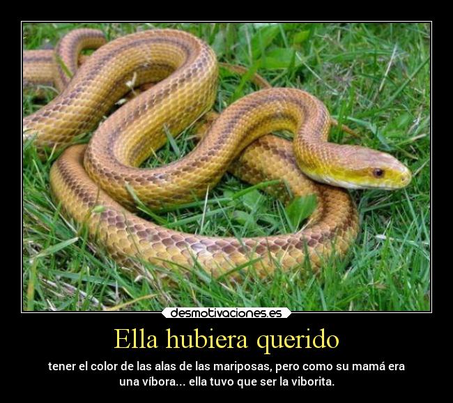 Ella hubiera querido - 